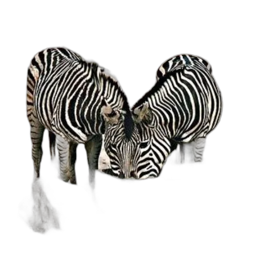 animal, jewelry, creature, shoes transparent PNG cut-out