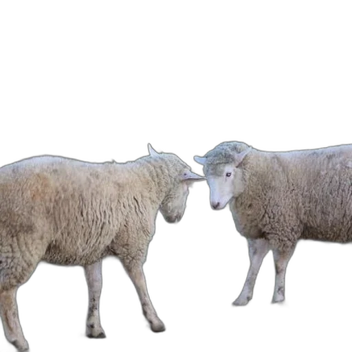 animal, 3d render, photorealistic, concept art transparent PNG cut-out