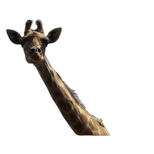 animal, creature, staff, face transparent PNG cut-out