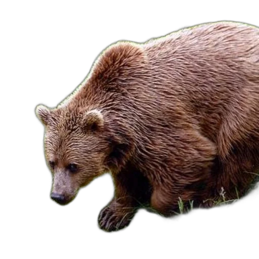 animal, creature, staff, food transparent PNG cut-out