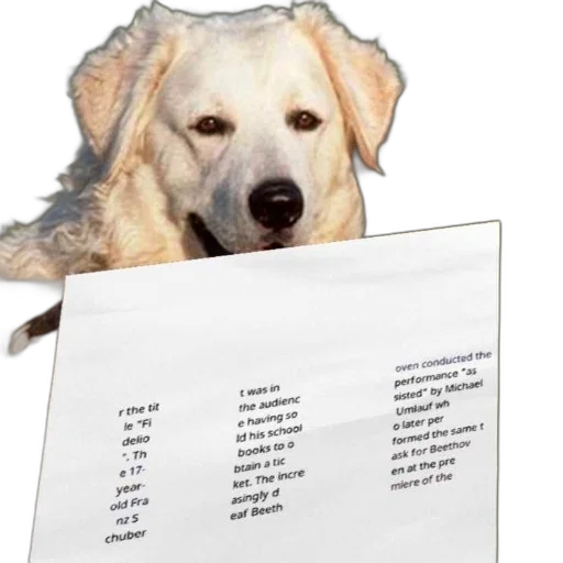 animal, creature, face, food transparent PNG cut-out