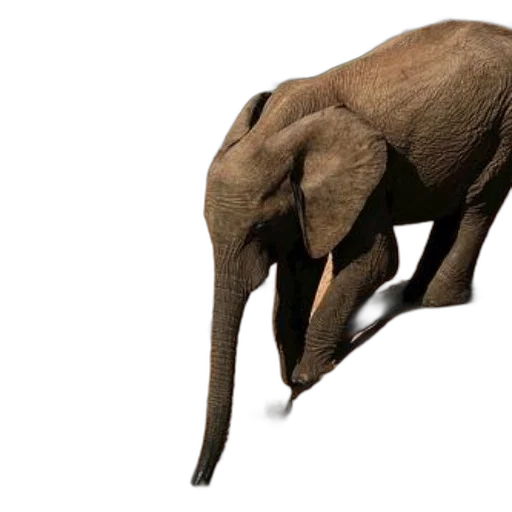 animal, creature, staff, weapon transparent PNG cut-out