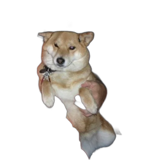 animal, creature, staff, food transparent PNG cut-out