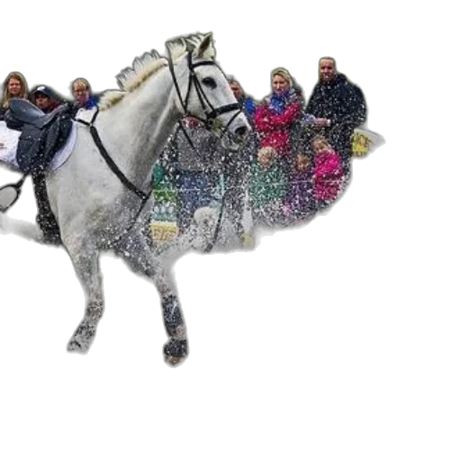 animal, staff, photorealistic, snow transparent PNG cut-out