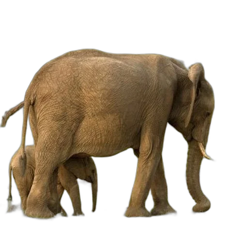 animal, creature, staff, weapon transparent PNG cut-out