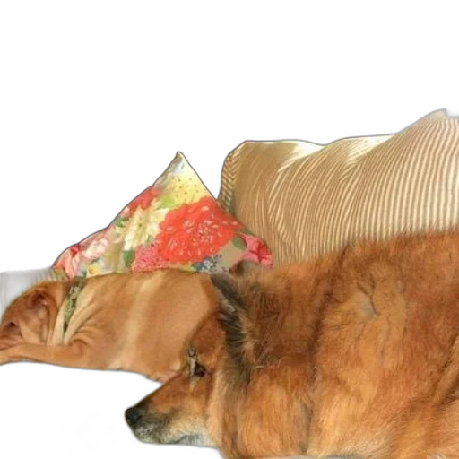 hat, umbrella, furniture, animal transparent PNG cut-out
