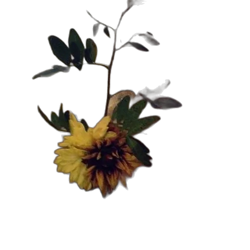 flower, crown, staff, jewelry transparent PNG cut-out