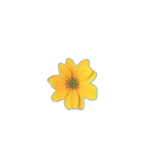 flower, crown, jewelry, weapon transparent PNG cut-out