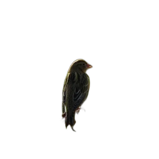 animal, hair, creature, staff transparent PNG cut-out