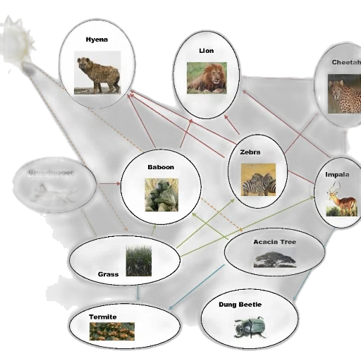 food, web, diagram, showing transparent PNG cut-out
