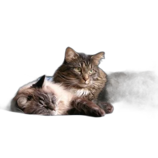 animal, creature, hair, staff transparent PNG cut-out