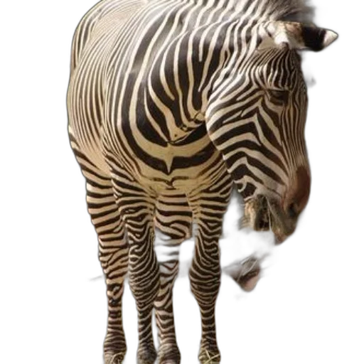 animal, creature, staff, weapon transparent PNG cut-out