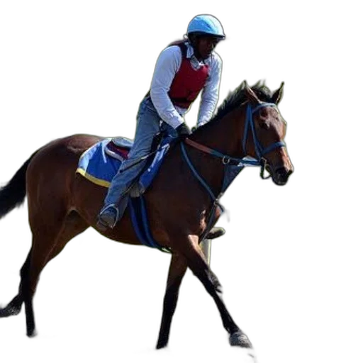 animal, staff, jockey, rides transparent PNG cut-out