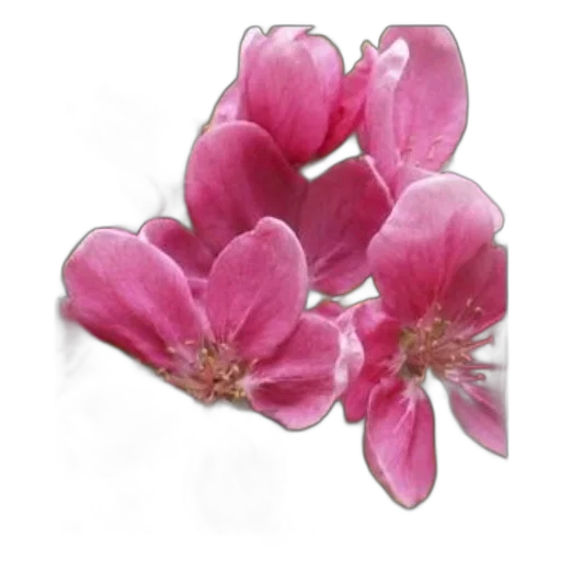 flower, jewelry, crown, staff transparent PNG cut-out