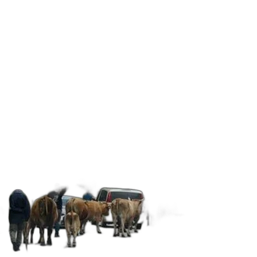 animal, staff, furniture, concept art transparent PNG cut-out