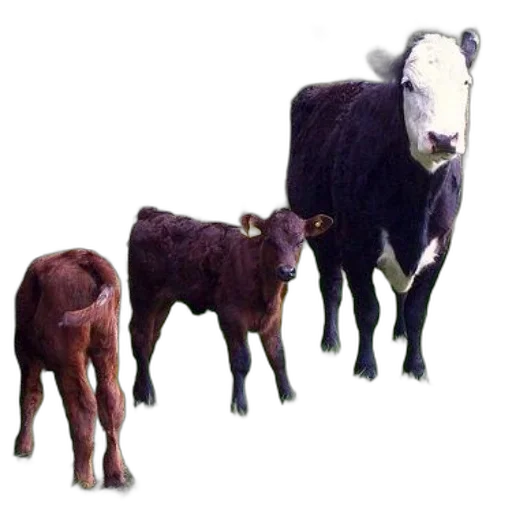 animal, staff, food, jewelry transparent PNG cut-out