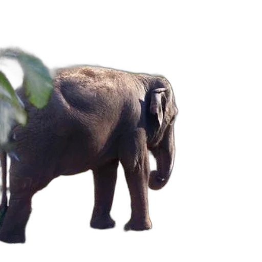 animal, creature, weapon, staff transparent PNG cut-out