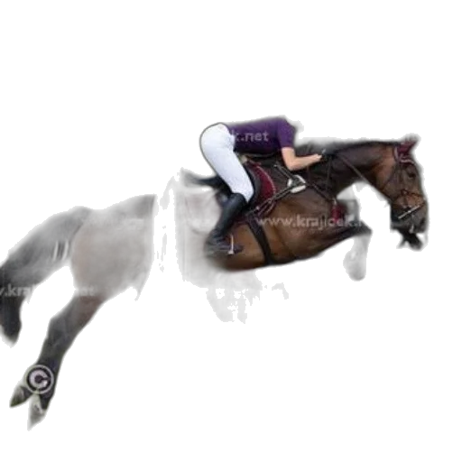 animal, photorealistic, horse, rider transparent PNG cut-out