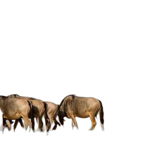 animal, furniture, creature, hair transparent PNG cut-out