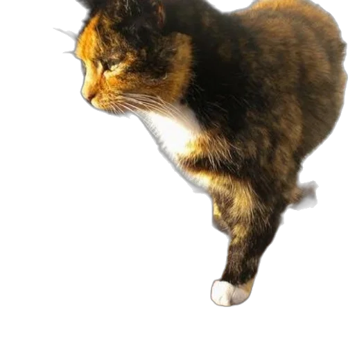 animal, staff, creature, crown transparent PNG cut-out