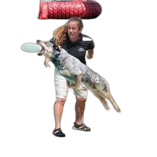 animal, creature, umbrella, staff transparent PNG cut-out