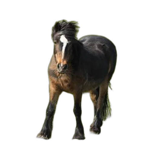 animal, hair, creature, staff transparent PNG cut-out