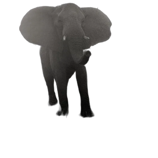 animal, creature, hat, weapon transparent PNG cut-out