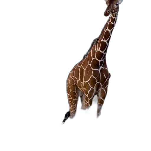 animal, creature, staff, weapon transparent PNG cut-out