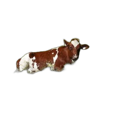 animal, staff, food, creature transparent PNG cut-out