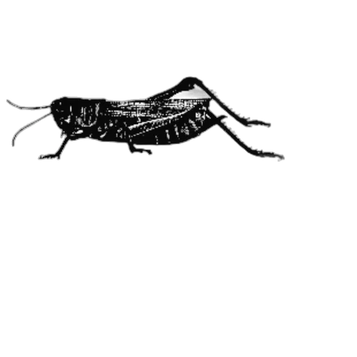 animal, creature, dragon, hair transparent PNG cut-out