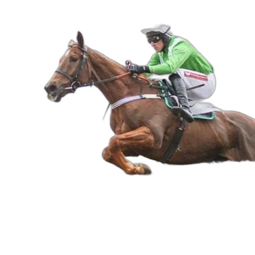 animal, jockey, green, jacket transparent PNG cut-out