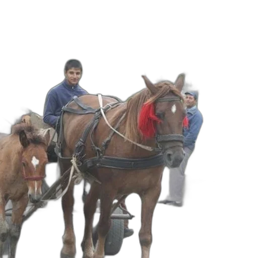 animal, staff, 3d render, photorealistic transparent PNG cut-out