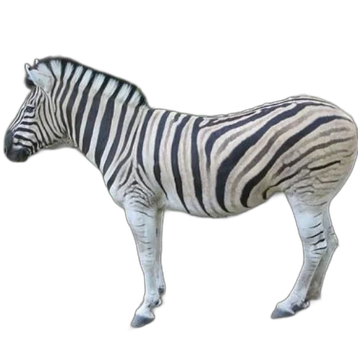 animal, creature, furniture, 3d render transparent PNG cut-out
