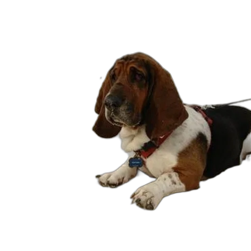 animal, staff, creature, photorealistic transparent PNG cut-out