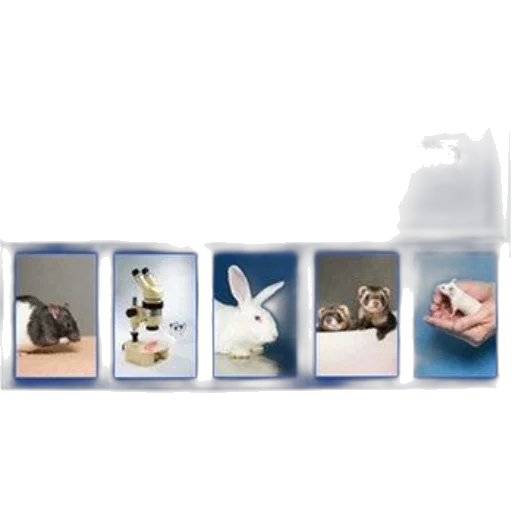 bottle, animal, photorealistic, cover transparent PNG cut-out