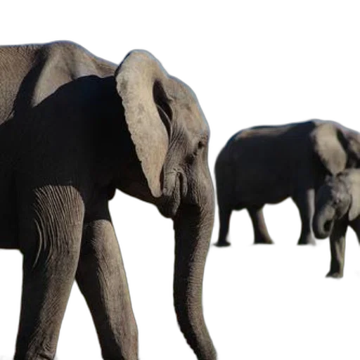 animal, 3d render, photorealistic, concept art transparent PNG cut-out