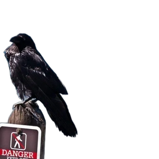 animal, creature, staff, jacket transparent PNG cut-out