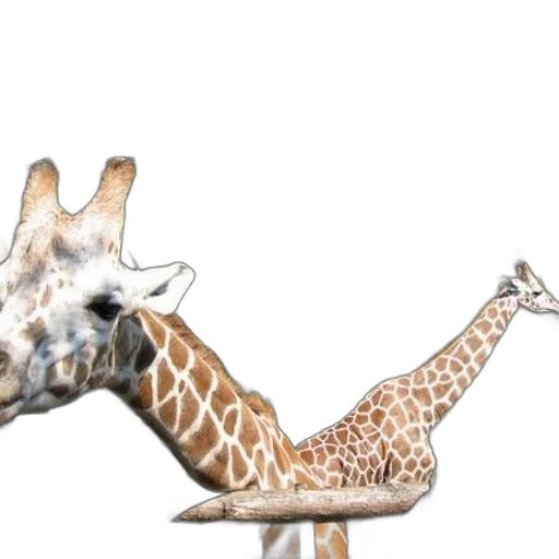 animal, creature, staff, shoes transparent PNG cut-out