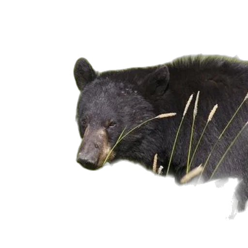 animal, creature, staff, photorealistic transparent PNG cut-out
