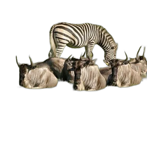 animal, jewelry, furniture, crown transparent PNG cut-out
