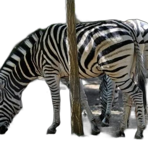 animal, creature, weapon, staff transparent PNG cut-out