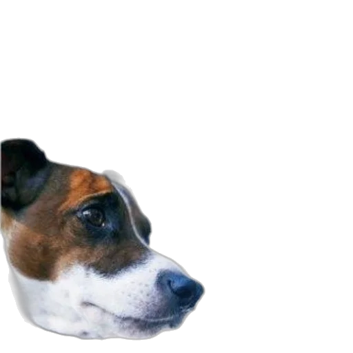 animal, face, creature, hat transparent PNG cut-out