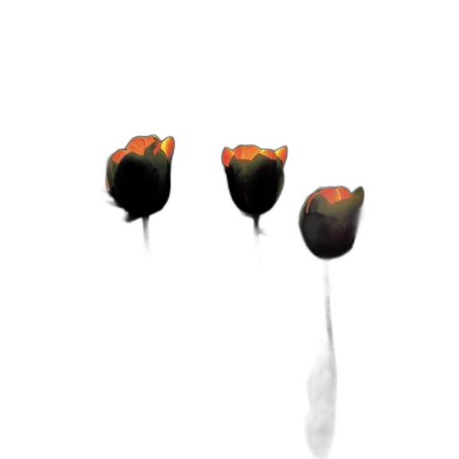 flower, food, jewelry, umbrella transparent PNG cut-out