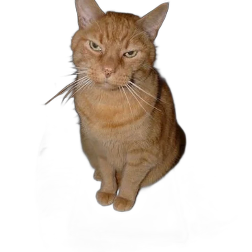 staff, animal, creature, face transparent PNG cut-out