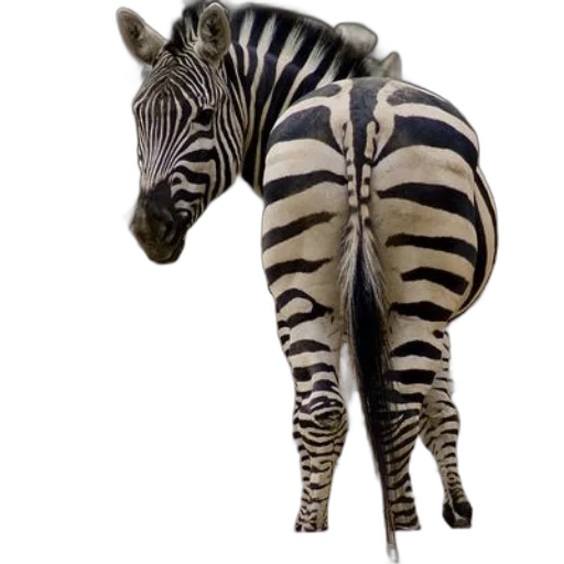 animal, creature, staff, photorealistic transparent PNG cut-out