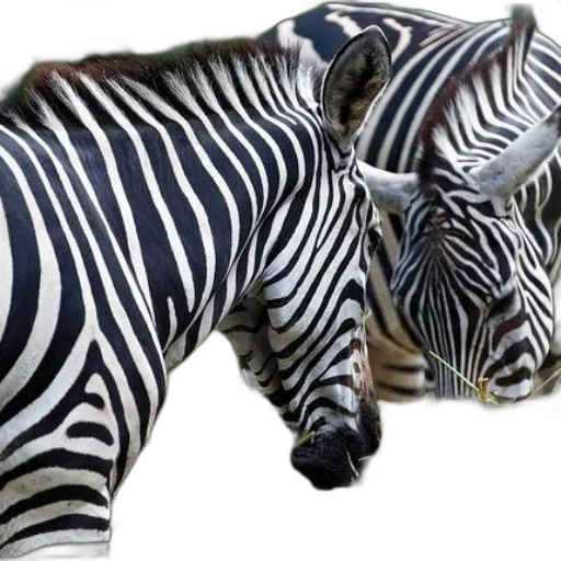 animal, photorealistic, 3d render, concept art transparent PNG cut-out