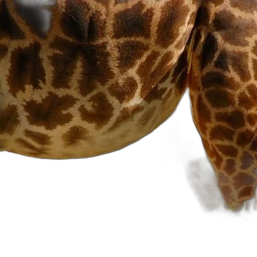 animal, shoes, hat, creature transparent PNG cut-out