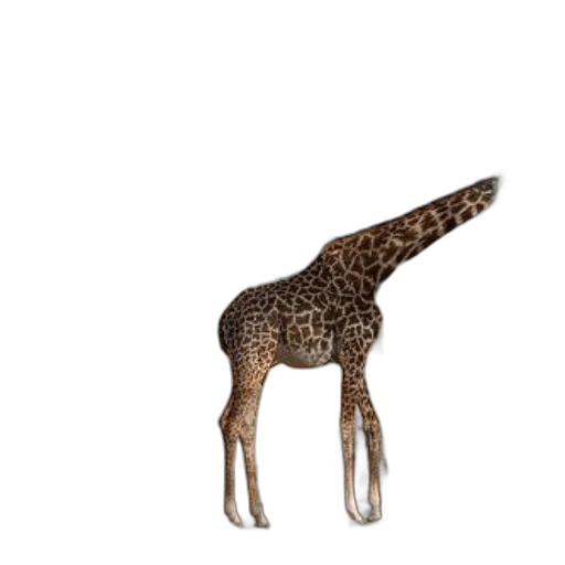 animal, creature, staff, jewelry transparent PNG cut-out