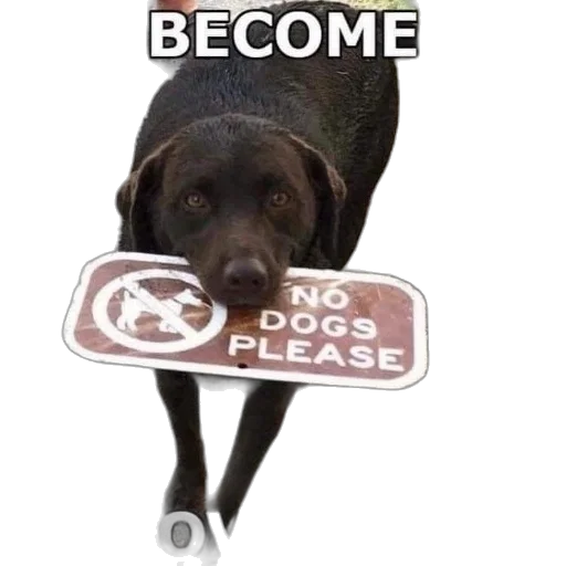 staff, animal, creature, robot transparent PNG cut-out