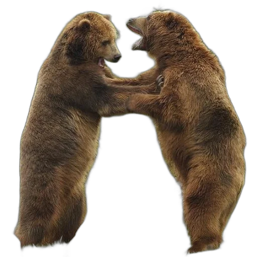 animal, concept art, two, brown transparent PNG cut-out
